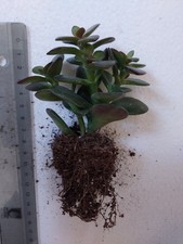 Crassula ovata 'Minor'