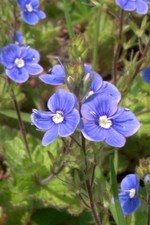 Veronica chamaedrys GAMANDER-