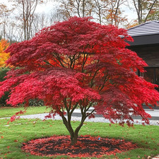 Acer palmatum 'Atropurpureum'