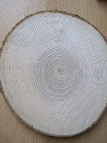 Holzscheiben esche - holzscheiben,