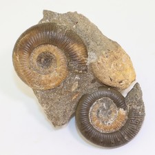 Ammonit, Nodicoeloceras &