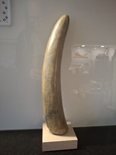 Top-Rarität: Gravierter