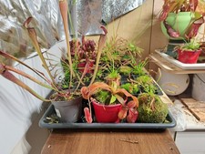 🌱Set aus 3