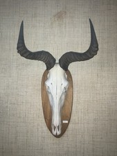 Antilope Geweih Trophäe aus