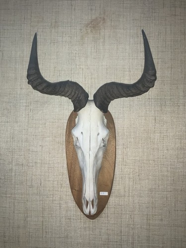 Antilope geweih trophäe - antilope,