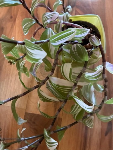 Verschiedene tradescantia - 4,
