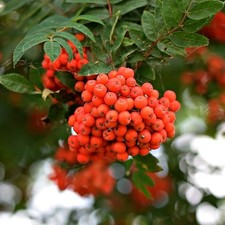Essbare Eberesche Sorbus Edulis Pflanze Heister ca. 100-120 cm 3-5 Liter Topf