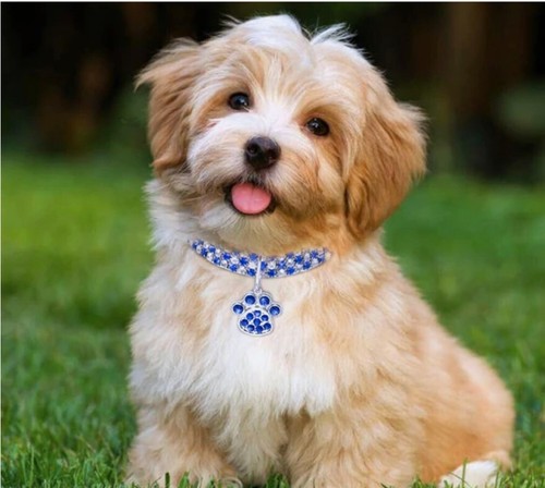 Luxus kristall hundehalsband - kristall,