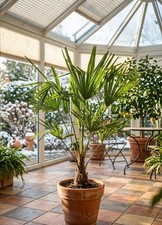 Trachycarpus fortunei - , |