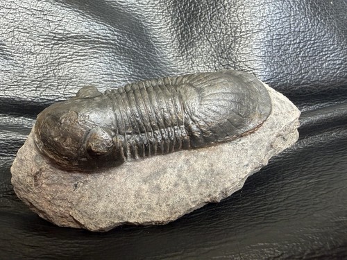 Fossil trilobit paralejurus - trilobit,