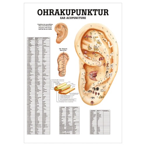 Ohrakupunktur poster anatomie - ohrakupunktur,