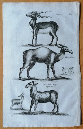 Merian johnston original - merian/johnston,