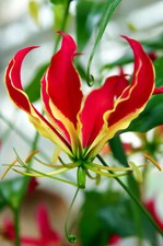 SAMEN Pracht-Lilie / Ruhmeskrone Gloriosa superba exotische Schönheit.