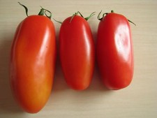 San Marzano Tomate alte