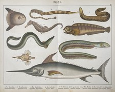 antike Grafik Fauna: Fische