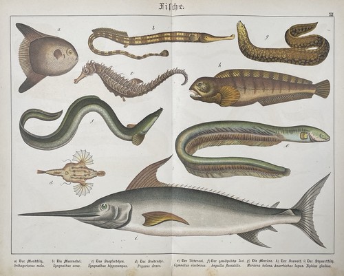 Antike grafik fauna fische - grafik,