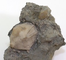 Blastoid, Pentremites godoni