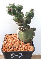 Astrophytum onzuka tricostatum