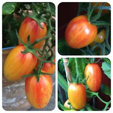 Artisan Blush Tiger gelb-pink gestreifte Tomate süße Pflaumentomate frühreifend