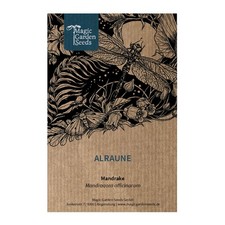Alraune (Mandragora officinarum) Päckchen ca 10 Samen