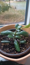 Geldbaum * Crassula Ovata
