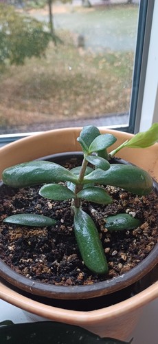 Geldbaum crassula ovata - crassula,