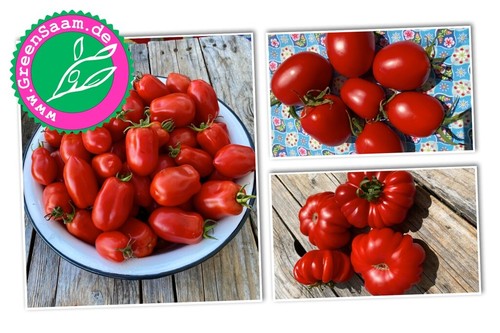Tomatensamen bella italia - 🍅,