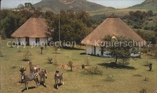 Zebra Heia Safari Ranch 