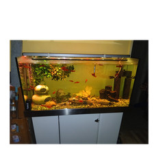 Komplettaquarium süßwasser - komplettaquarium,