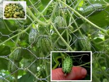 Mini-Gurken Kürbis Zimmer palme immergrüne Bodendecker jetzt pflanzen Set  Samen