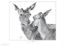 Fallow Deer, Signed A3 print of original pen and ink drawing.Excellent condition