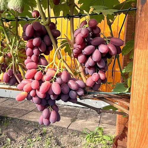Weinrebe weintraube - weinrebe,
