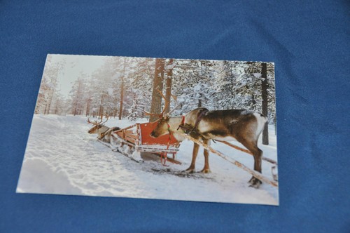 Postkarte rentierschlitten - ak,