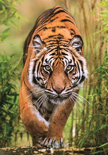Puzzle tigerpfade - (1000, t.)