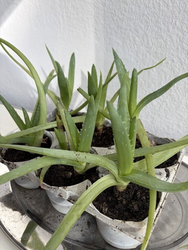 Aloe vera pflanzen im tray - vera,,