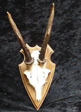 Rehgeweih, Rehbock Trophäenbrett,  Jagd Geweih S 189