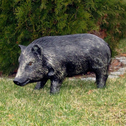 Bache wildschwein stehend - wildschwein,