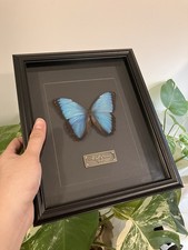 Blauer Morphofalter (Morpho