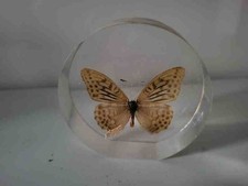 Schmetterling in Kunstharz /