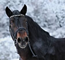 Leder Trense Schwarz DANDY Lack Glitzer VB WB X Full XXF Kaltblut  Zaum Strass