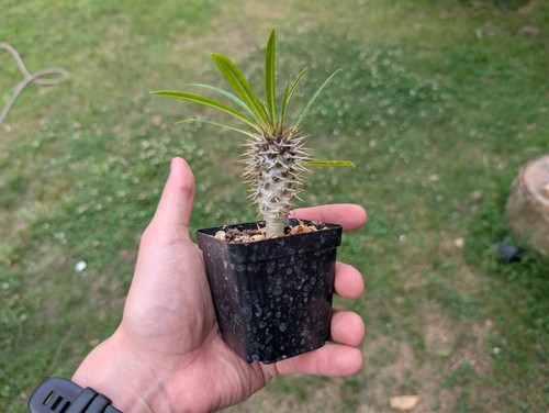 Madagaskarpalme pachypodium - madagaskarpalme, "pachypodium