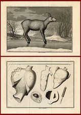 2 antike Drucke - Elch - Elch