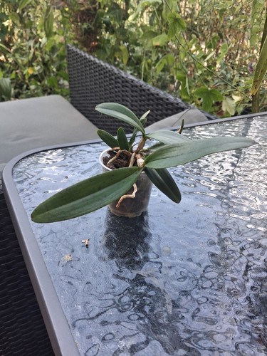 Cattleya schilleriana orchidee - cattleya,