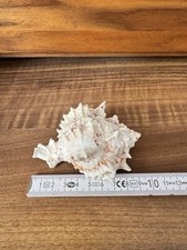 Muschel Murex, Deko, Aquarium 9 cm