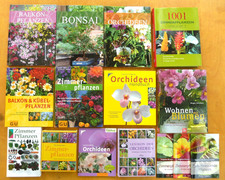 Zimmerpflanzen: Kakteen