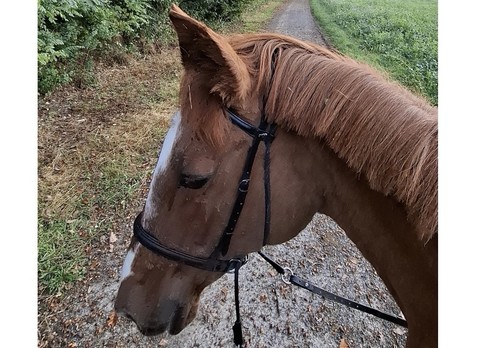 Hochwertige gebisslose trense - gebisslose,
