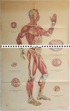 Akupunktur-Poster  Papier /