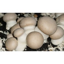 PILZZUCHT braune Wald-Champignons / Stein-Champignon !! Pilzbrut plus Zuchtbox !