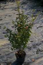 Cotoneaster acutifolius -