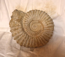 AMMONIT Fossilie Schnecke